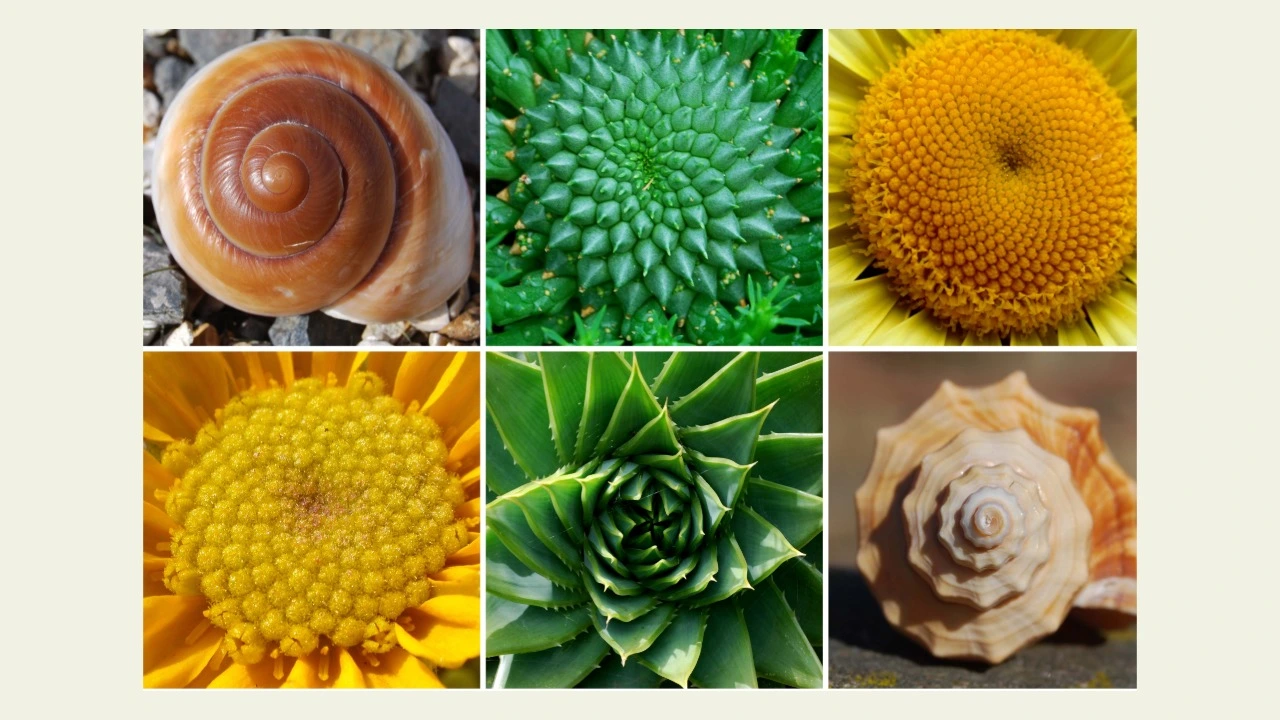 自然界の花のフィボナッチ率